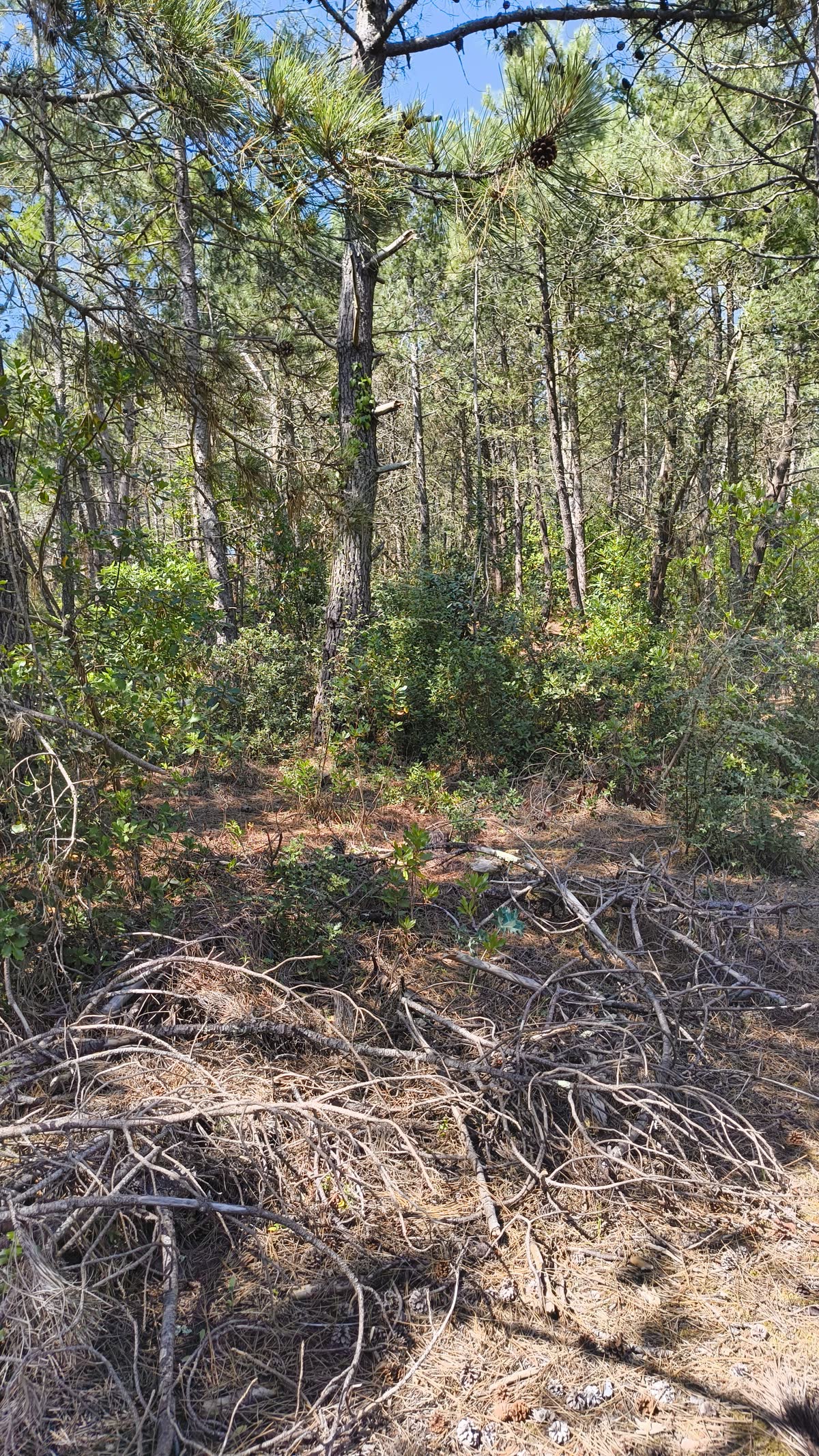 Sous-bois de pins à Noirmoutier, avec branches, aiguilles au sol et pommes de pin.
